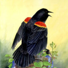 Original Art by Kathleen R. Bates