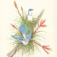 Original Art by Kathleen R. Bates