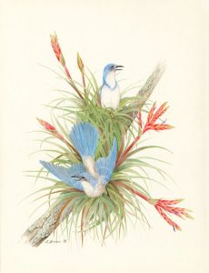 Original Art by Kathleen R. Bates