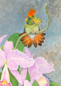 Coquette Hummingbird Orchid