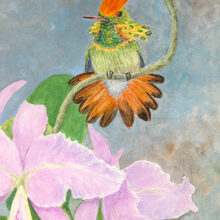 Coquette Hummingbird Orchid